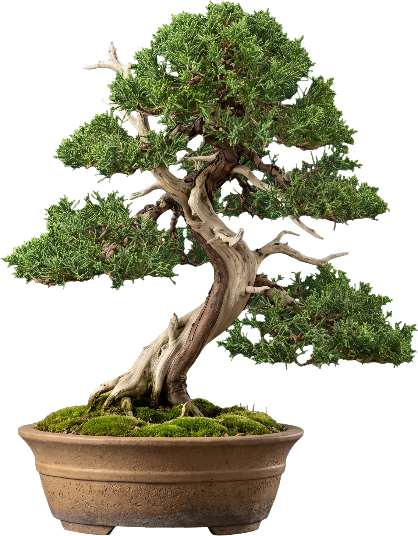 Juniper bonsai — the most common first tree